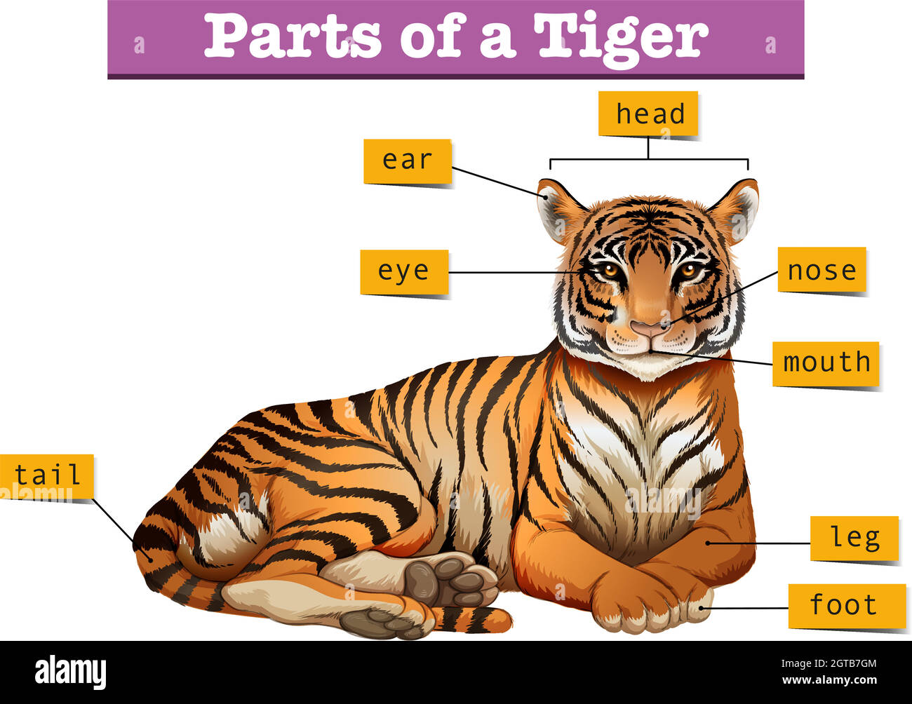 Diagram showing parts of tiger Stock Vector