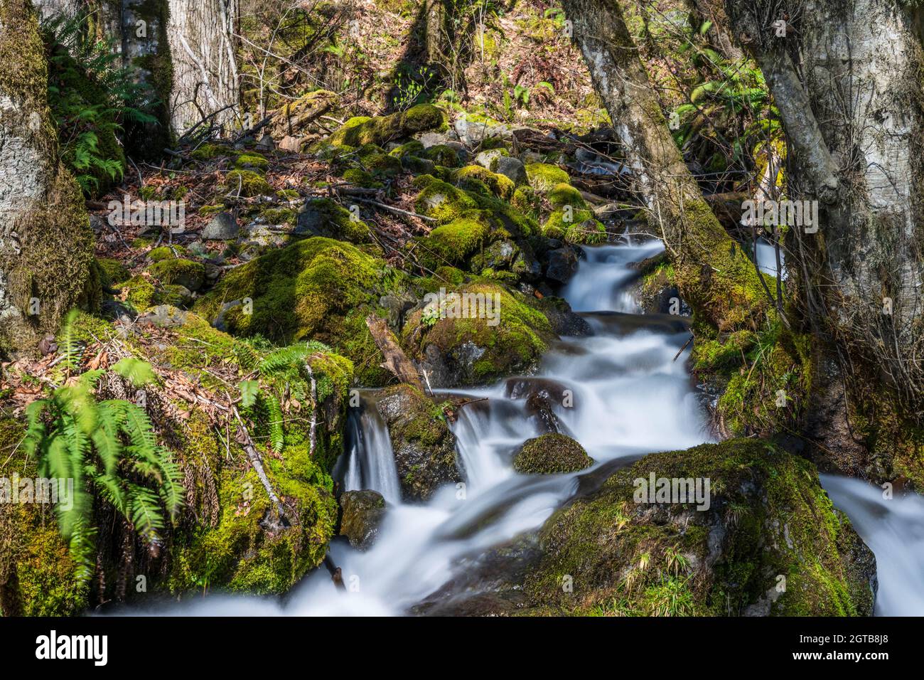 Stream Flowing Through Rocks In Forest Stock Photo