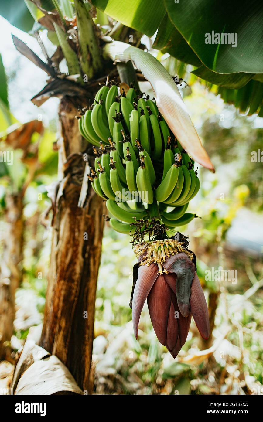 Banana Growing On Tree Stock Photo Alamy