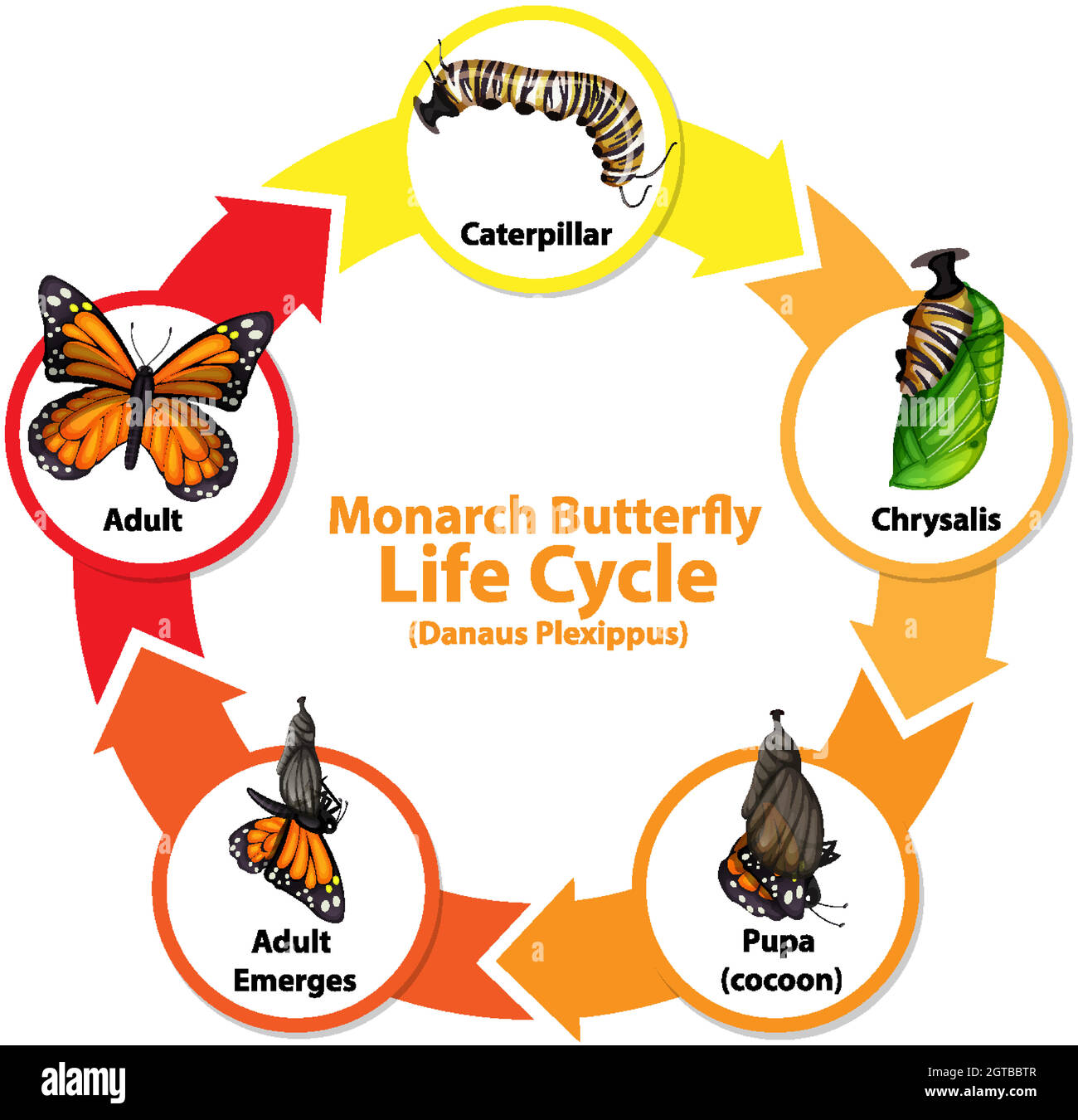 Diagram showing life cycle of Butterfly Stock Vector