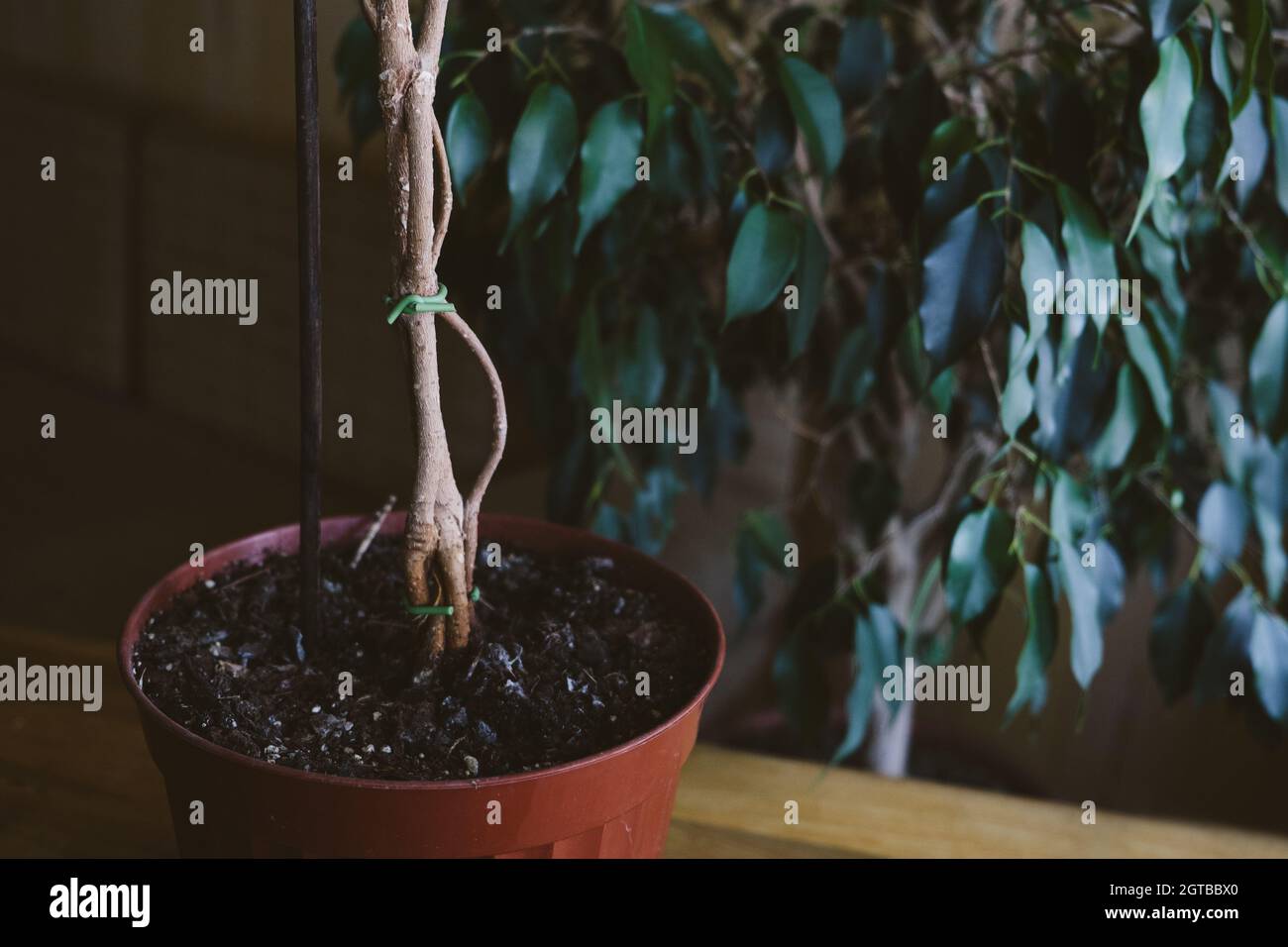 Weeping fig tree ficus benjamina hi-res stock photography and images ...