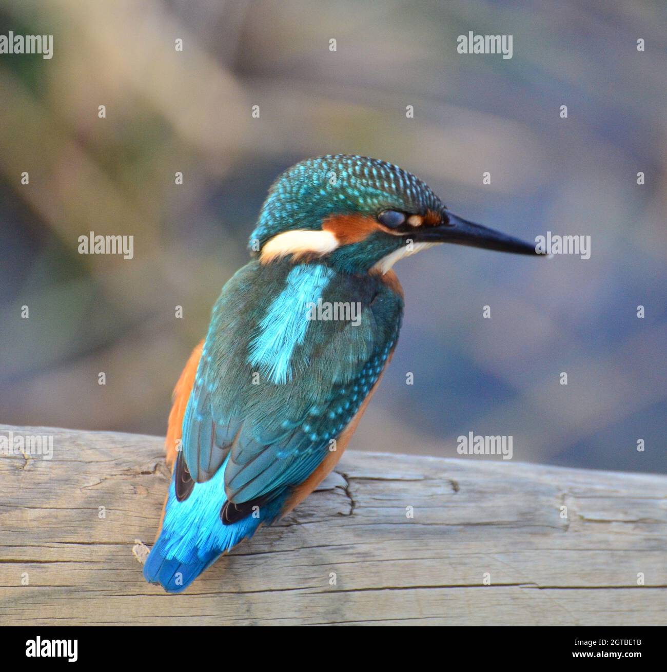 Close-up Of Bird Perching On Wood Stock Photo