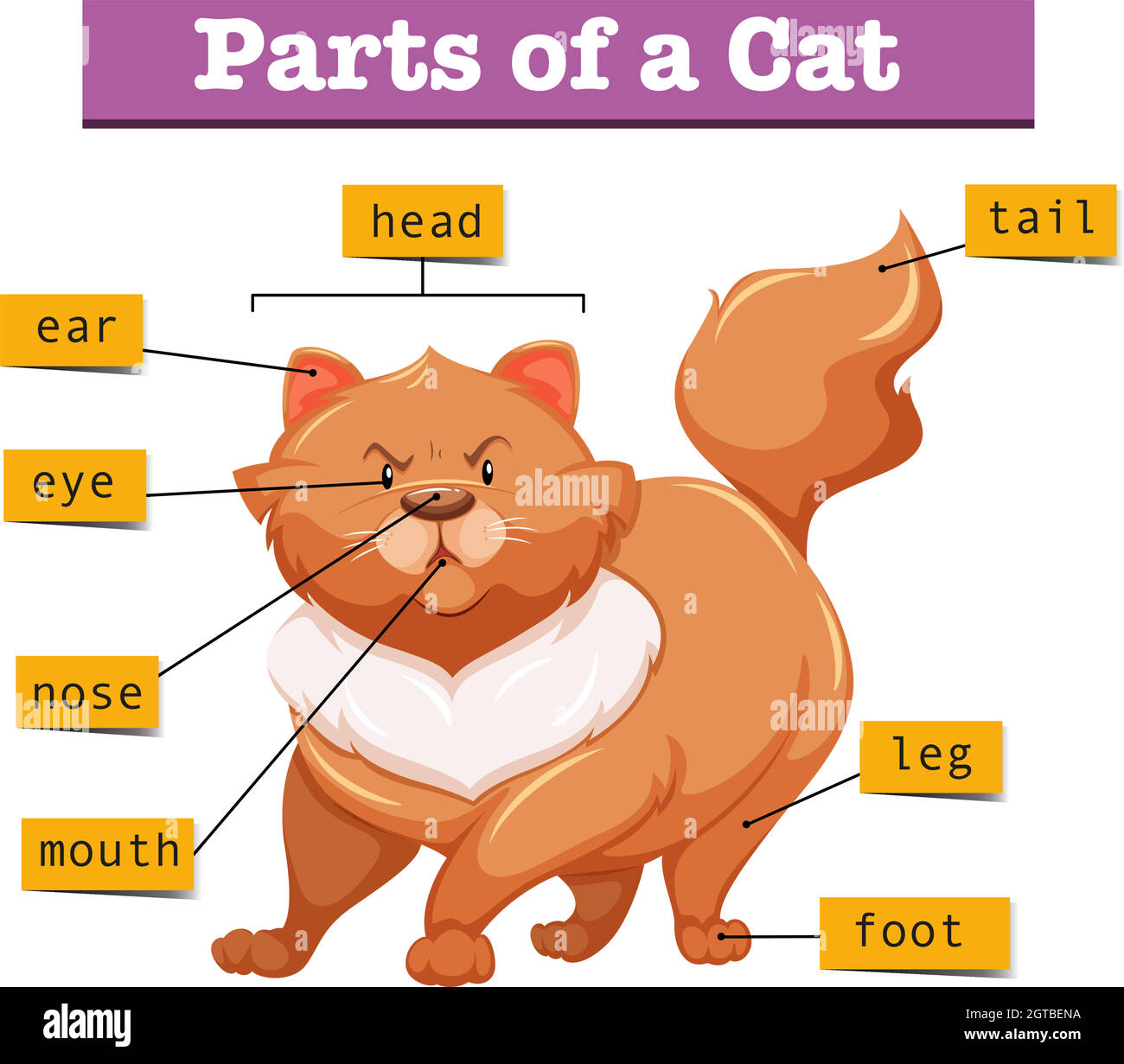 Diagram showing parts of cat Stock Vector Image & Art Alamy