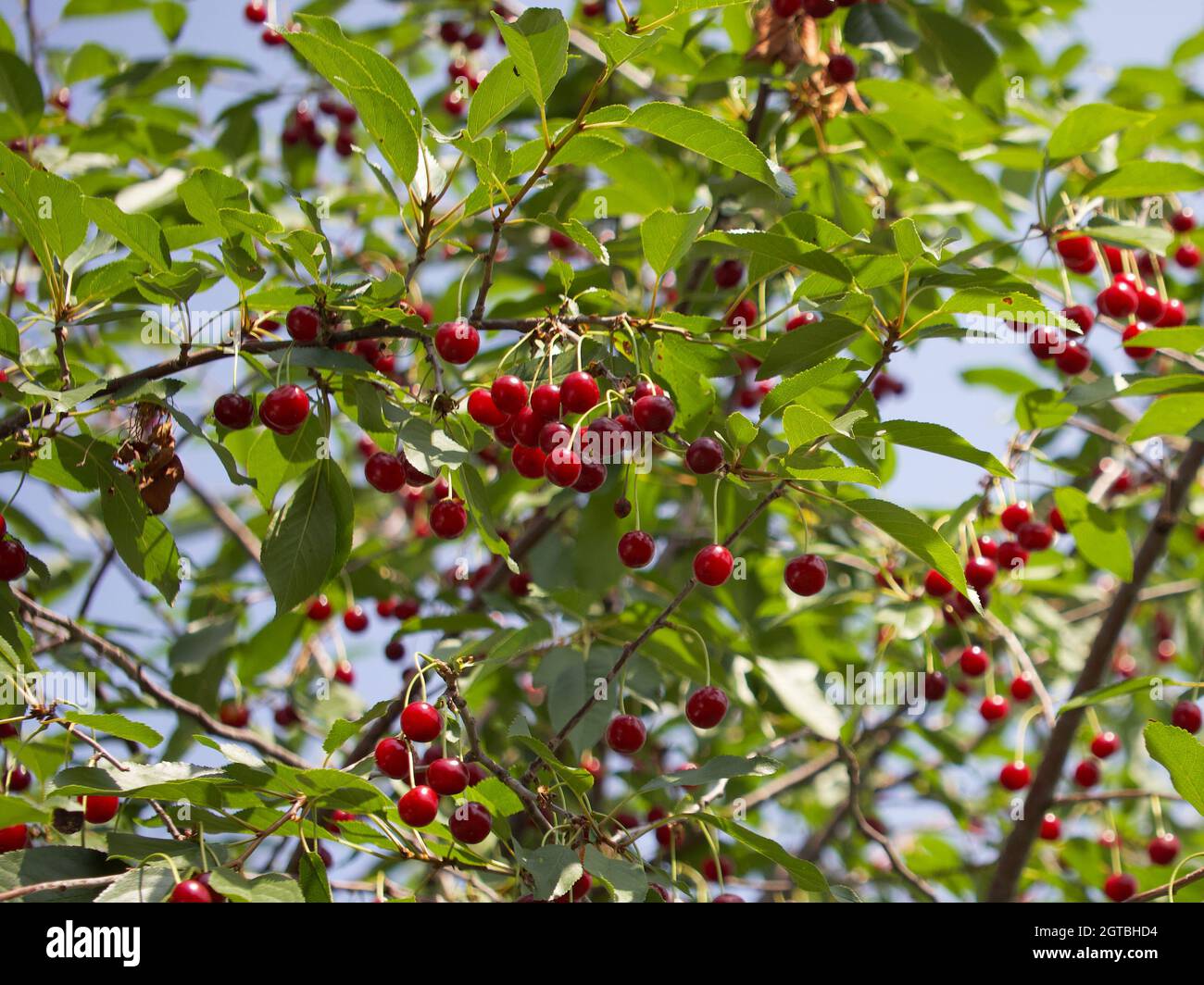 Cherry tree branches hires stock photography and images Alamy