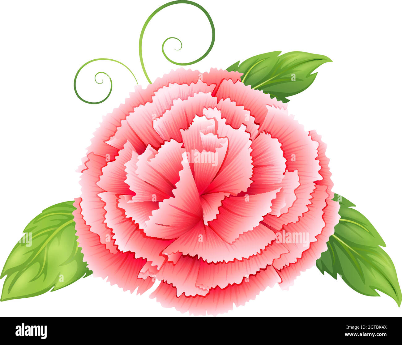 A carnation pink flower with leaves Stock Vector