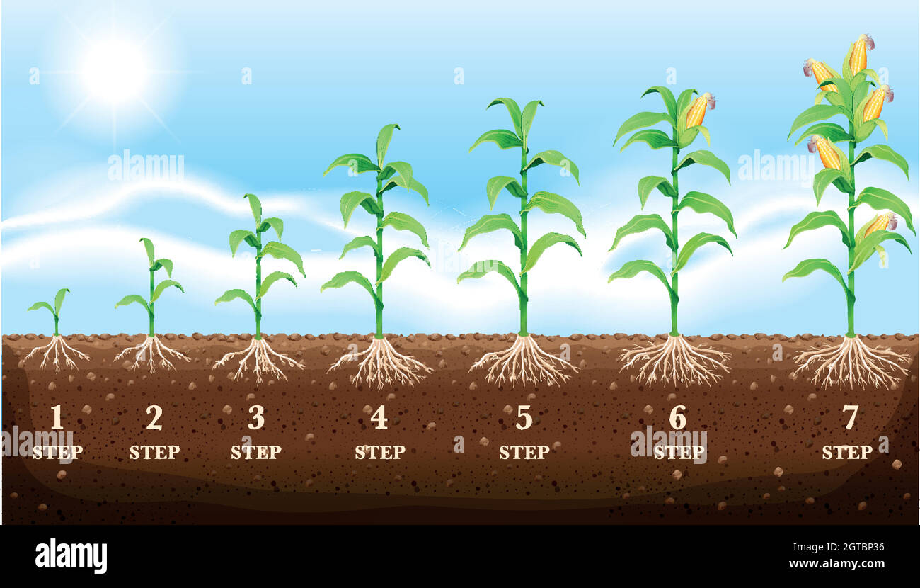 Growing corn on the ground Stock Vector Image & Art Alamy