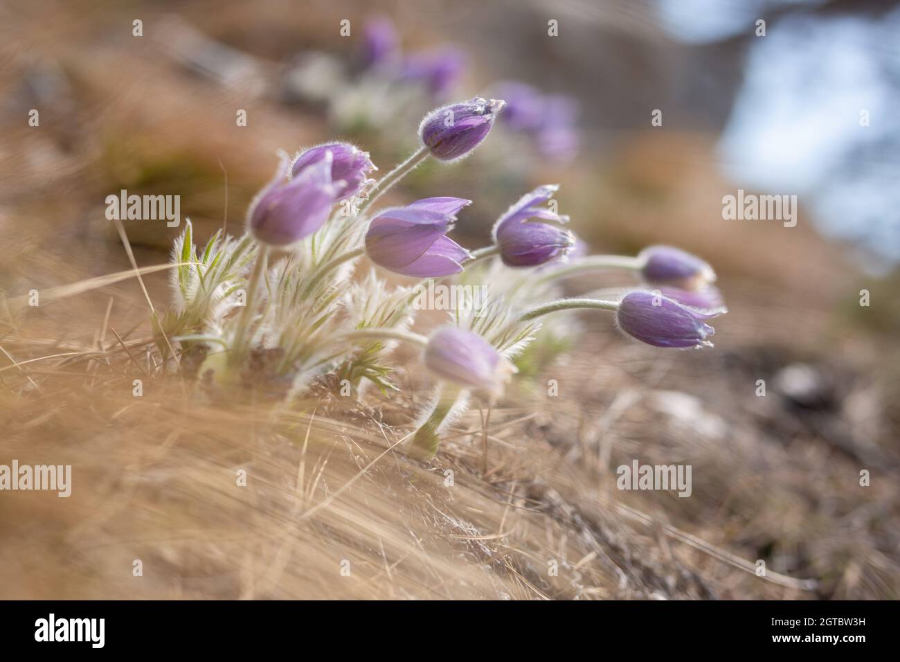 Close-up Of Purple Crocus Flowers On Field Stock Photo