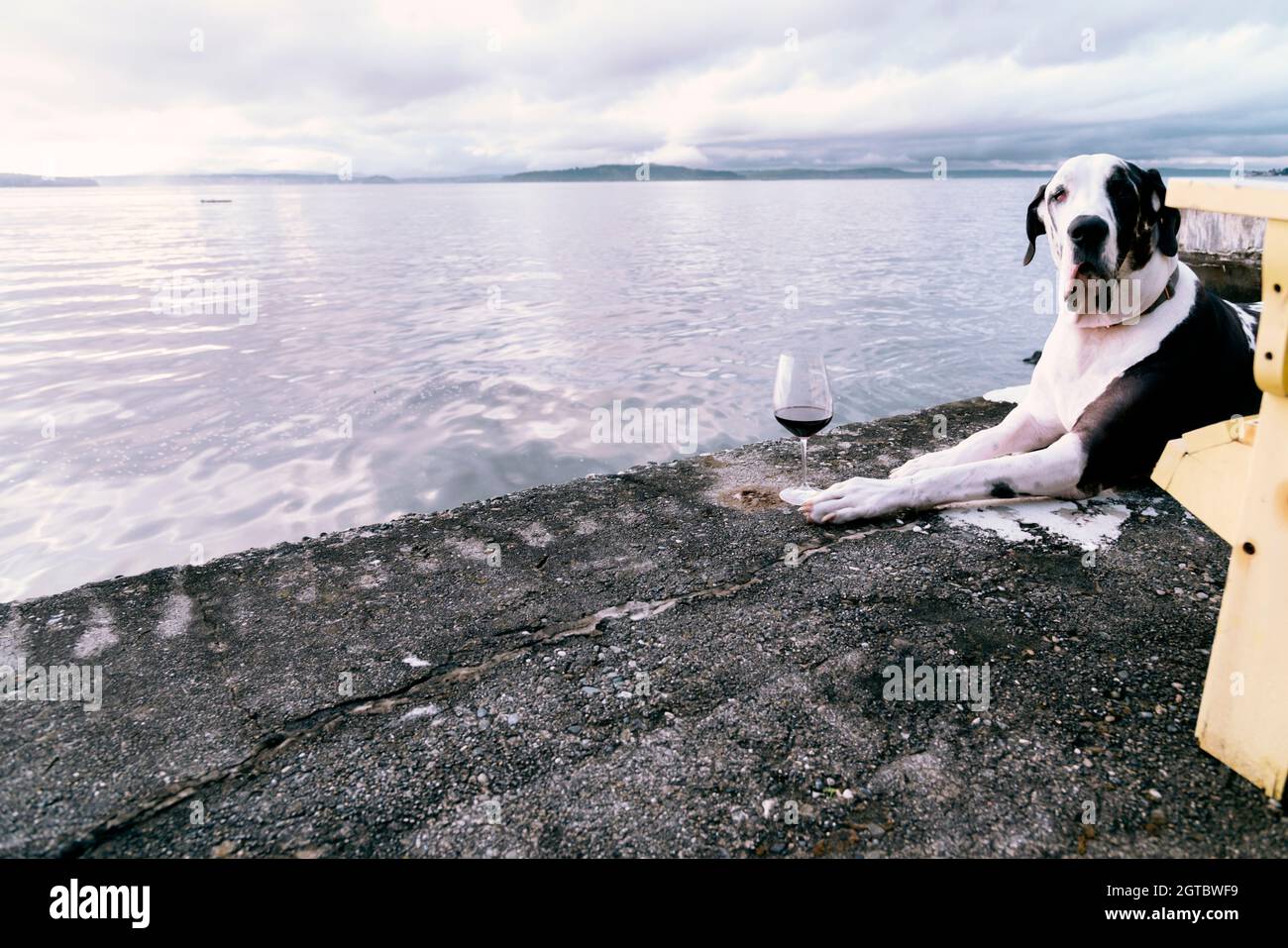 What Happens If Dogs Drink Salt Water