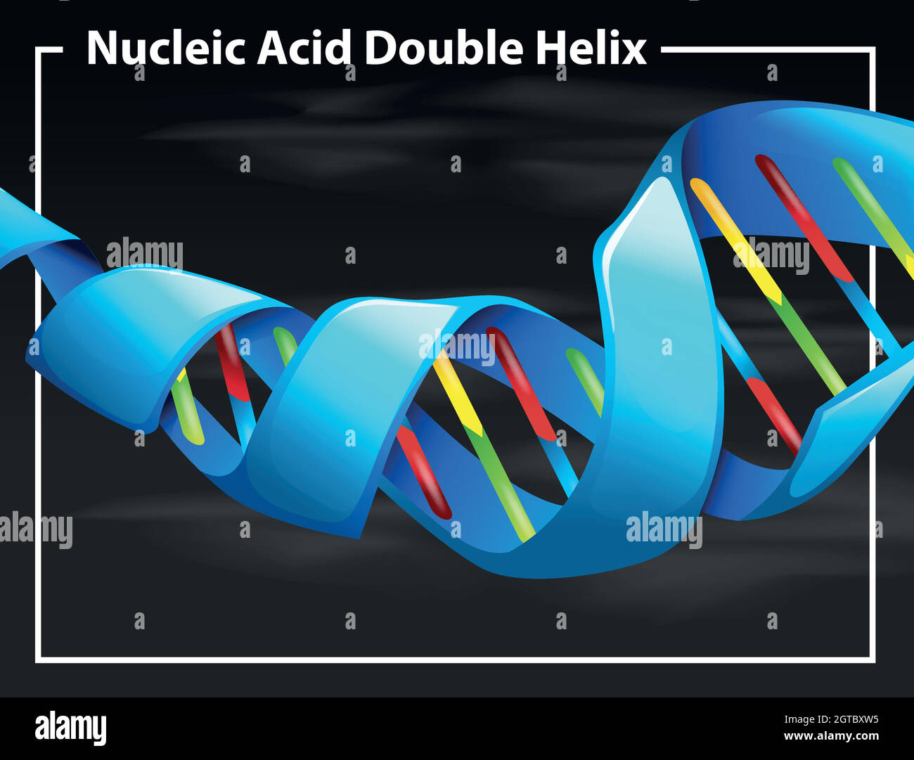 Nucleic acid double helix Stock Vector