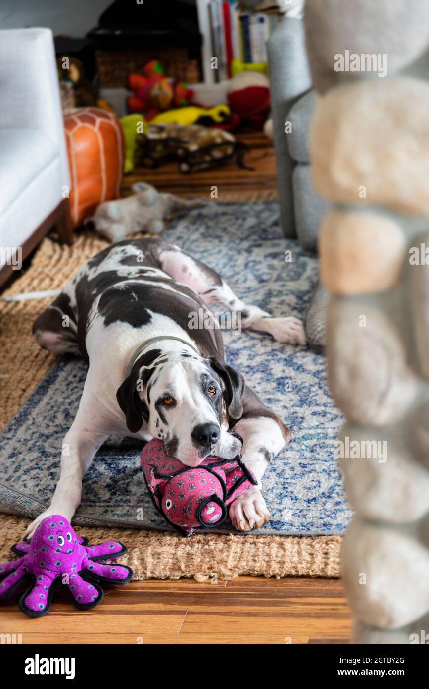 stuffed great dane