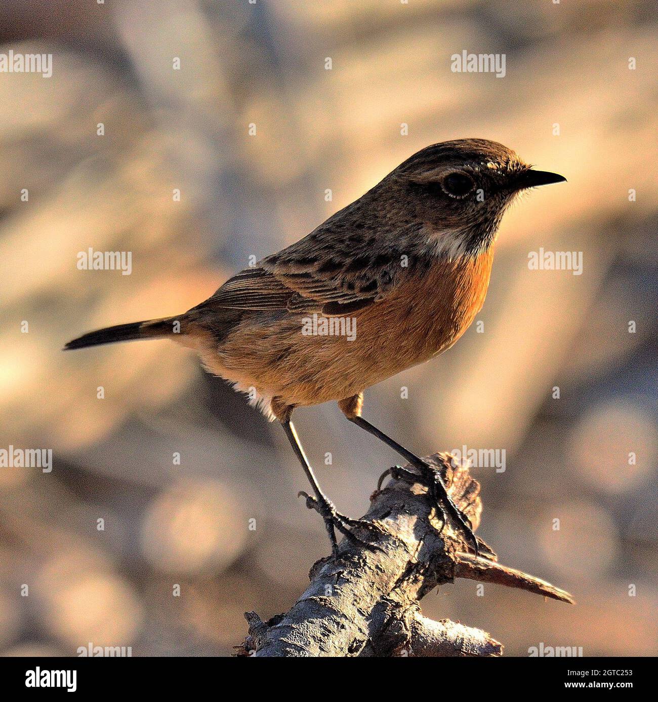 Close-up Of Bird Perching On A Branch Stock Photo