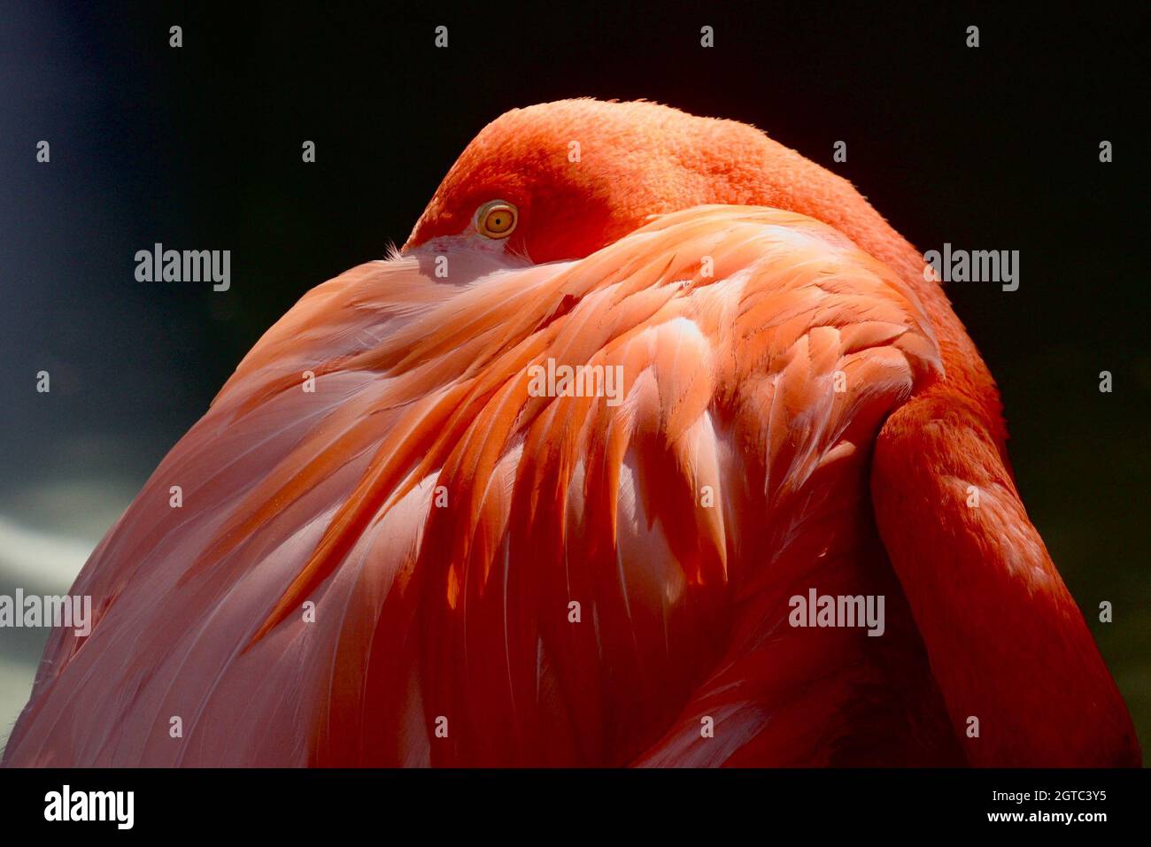 Miami Zoo High Resolution Stock Photography and Images Alamy