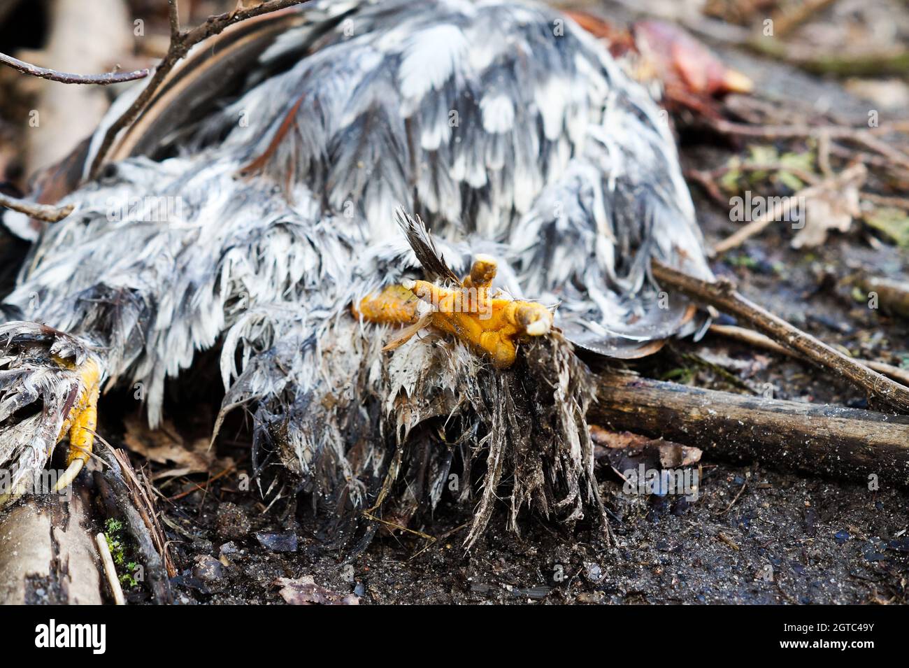 Crest Of Rooster Plant High Resolution Stock Photography and Images - Alamy