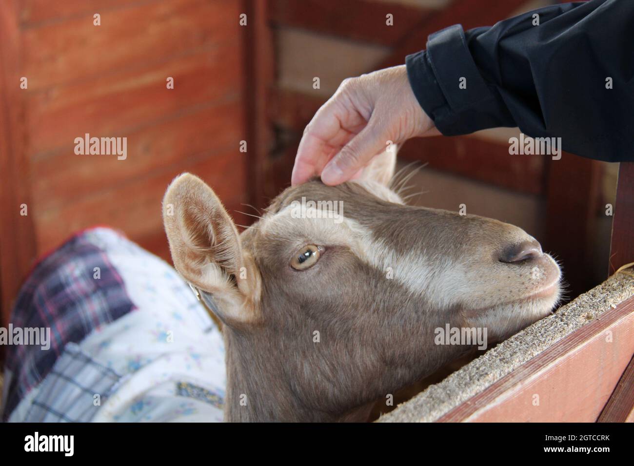 A Friendly Goat in a Pen Having its Head Scratched. Stock Photo