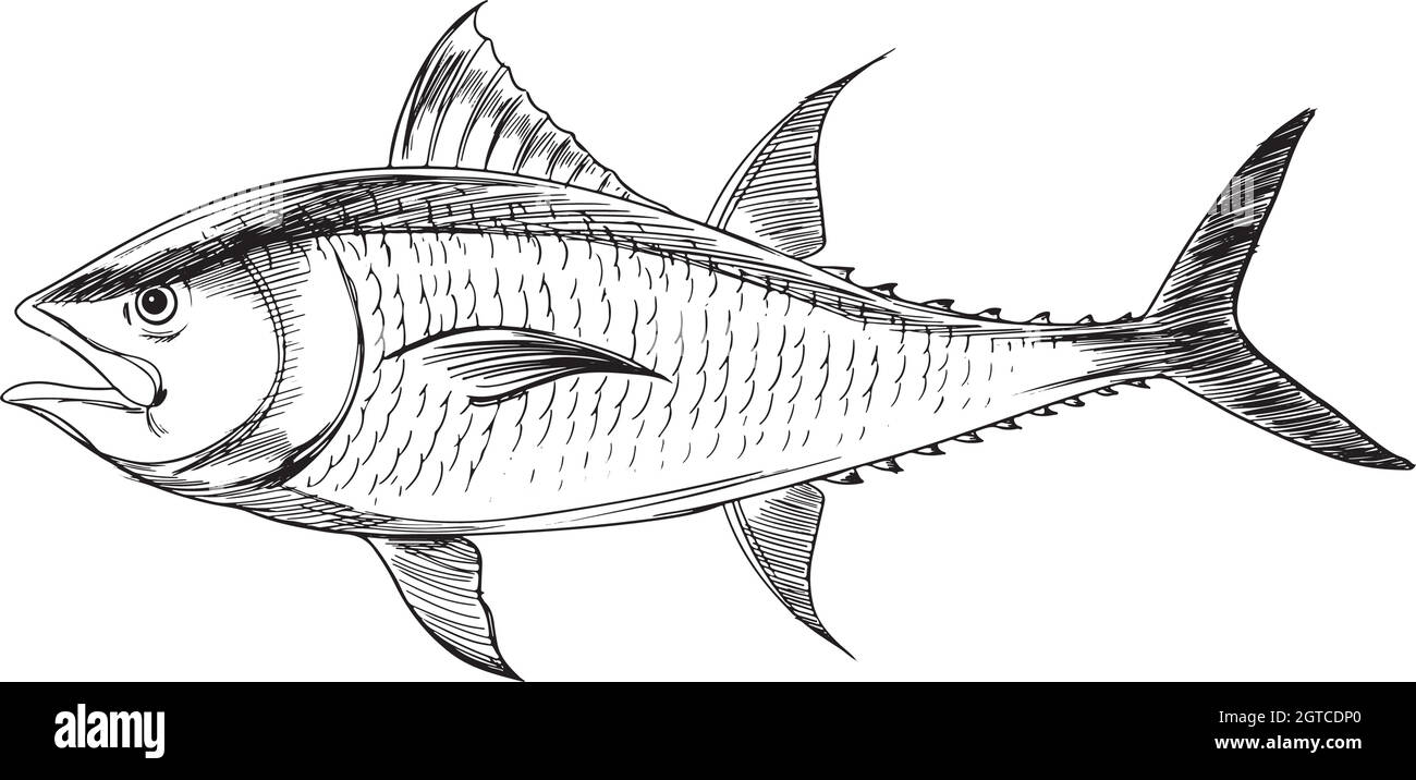 Atlantic bluefin tuna Stock Vector