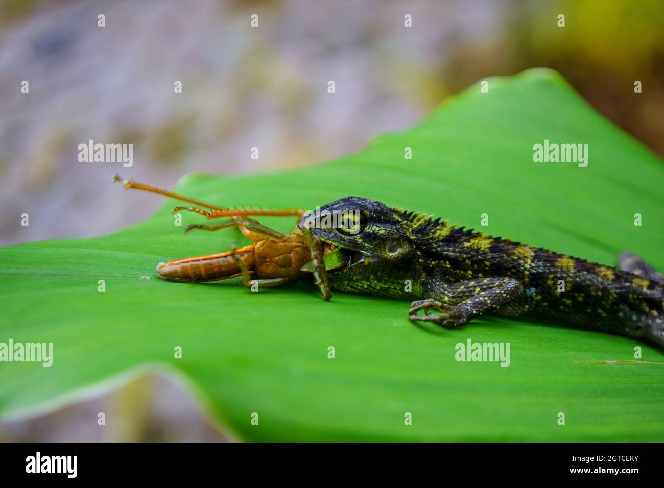 A Lizard That Is Eating Stock Photo Alamy