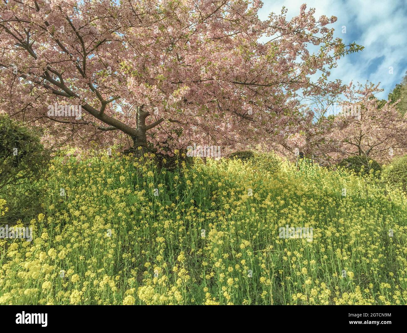 Landscape of spring Cherry Blossoms in Japan Stock Photo - Alamy