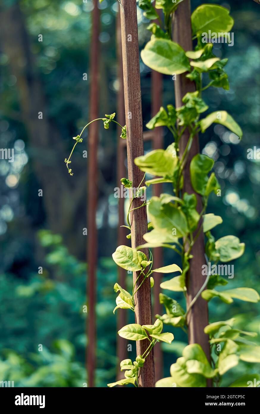 Creeper tree india hires stock photography and images Alamy