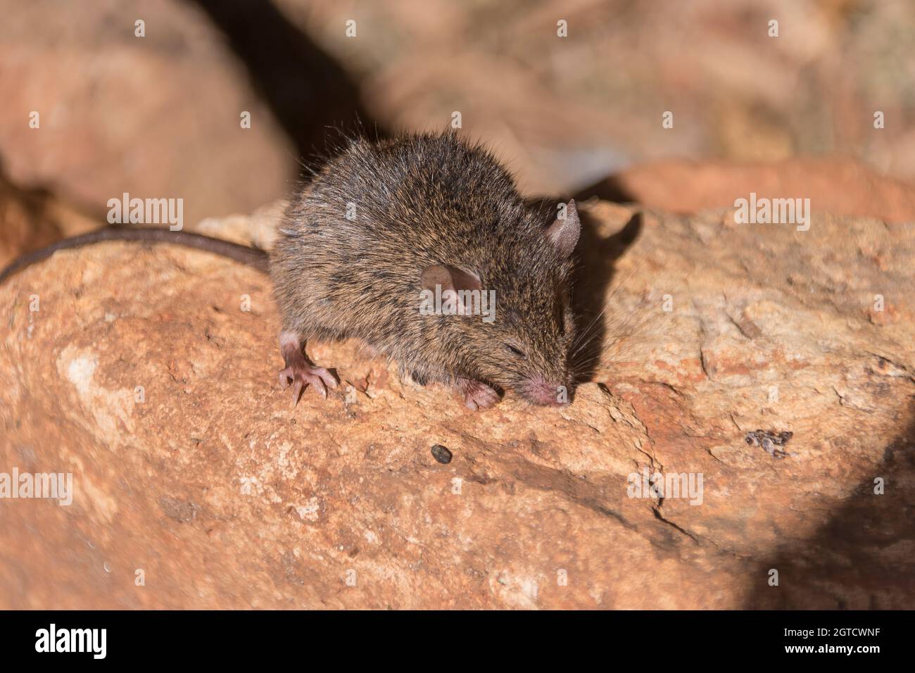 Sleepy House mouse, Mus musculus, dozing on sunny rock in Queensland garden, Australia. Released from humane trap. Stock Photo