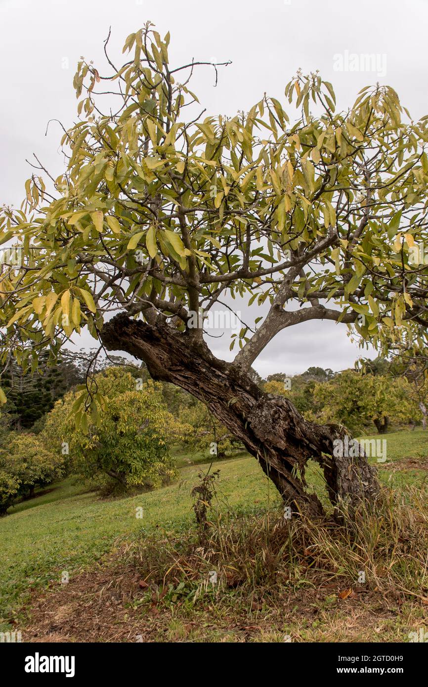 Rotted tree hi-res stock photography and images - Alamy