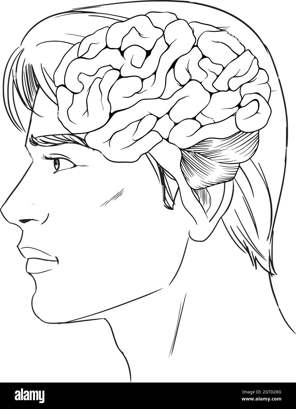 The human brain Stock Vector