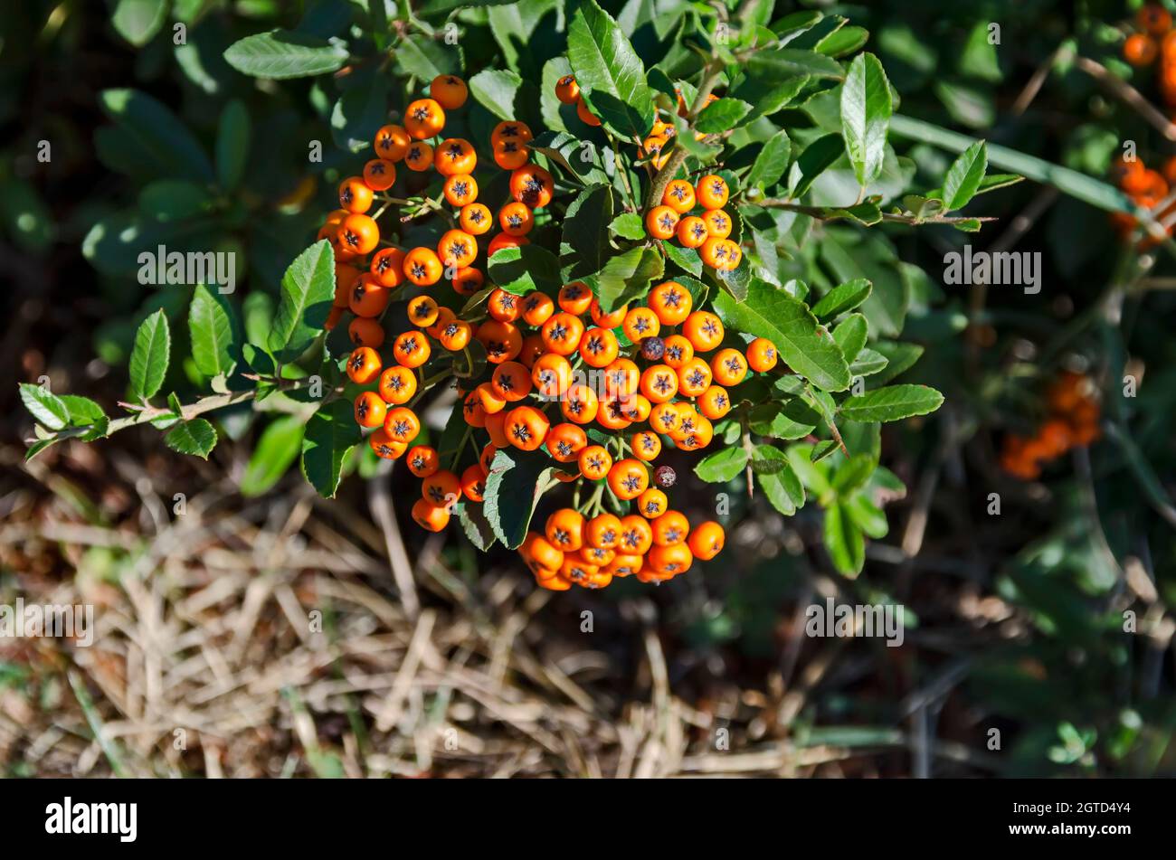 Orange fruits from the Cotoneaster horizontalis shrub very attractive in autumn, in Drujba district, Sofia, Bulgaria Stock Photo