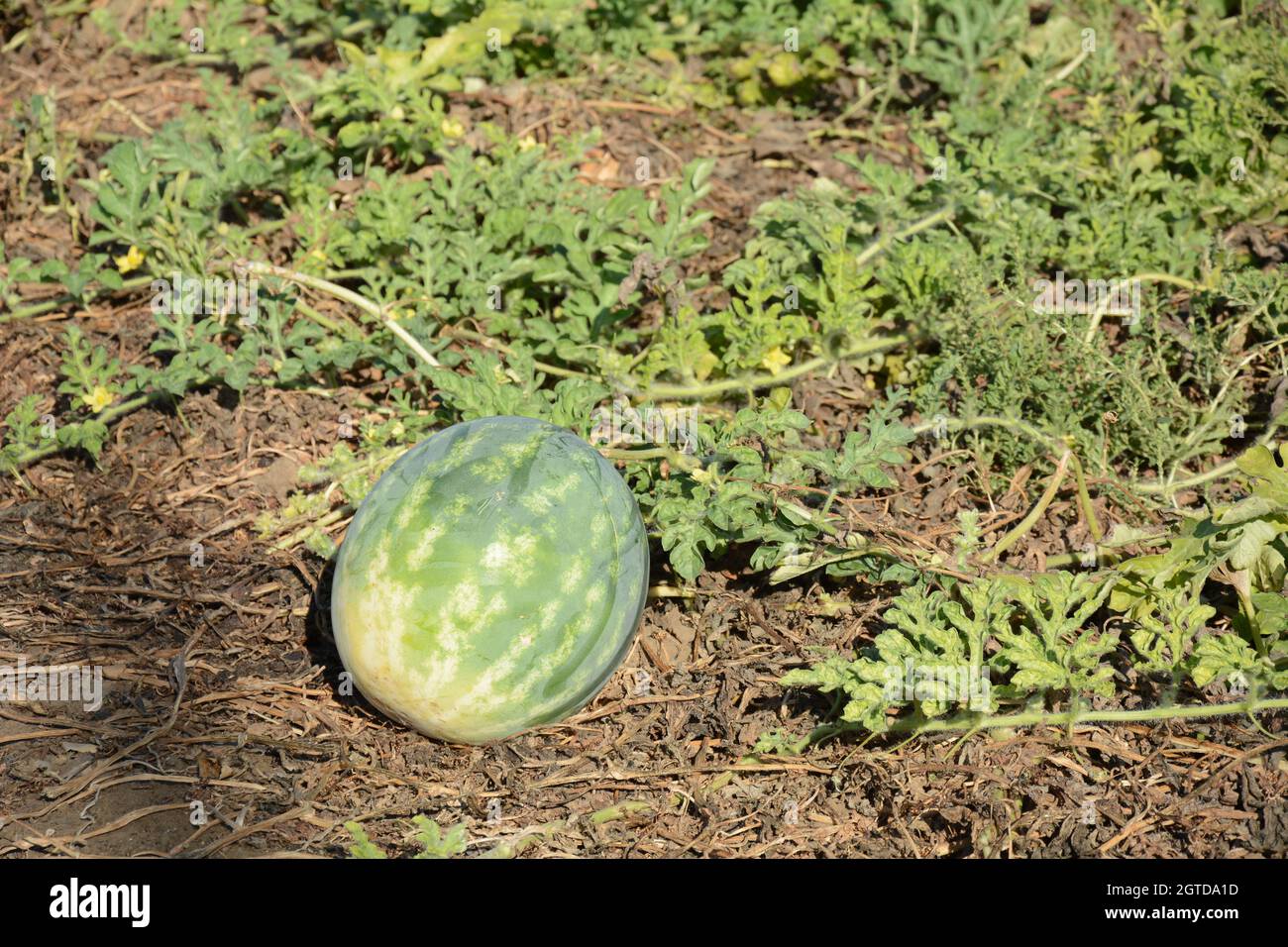 The Top Strategies for Growing Watermelon Organically in the US – Soil Seed  \u0026 Water, image size:1300x956