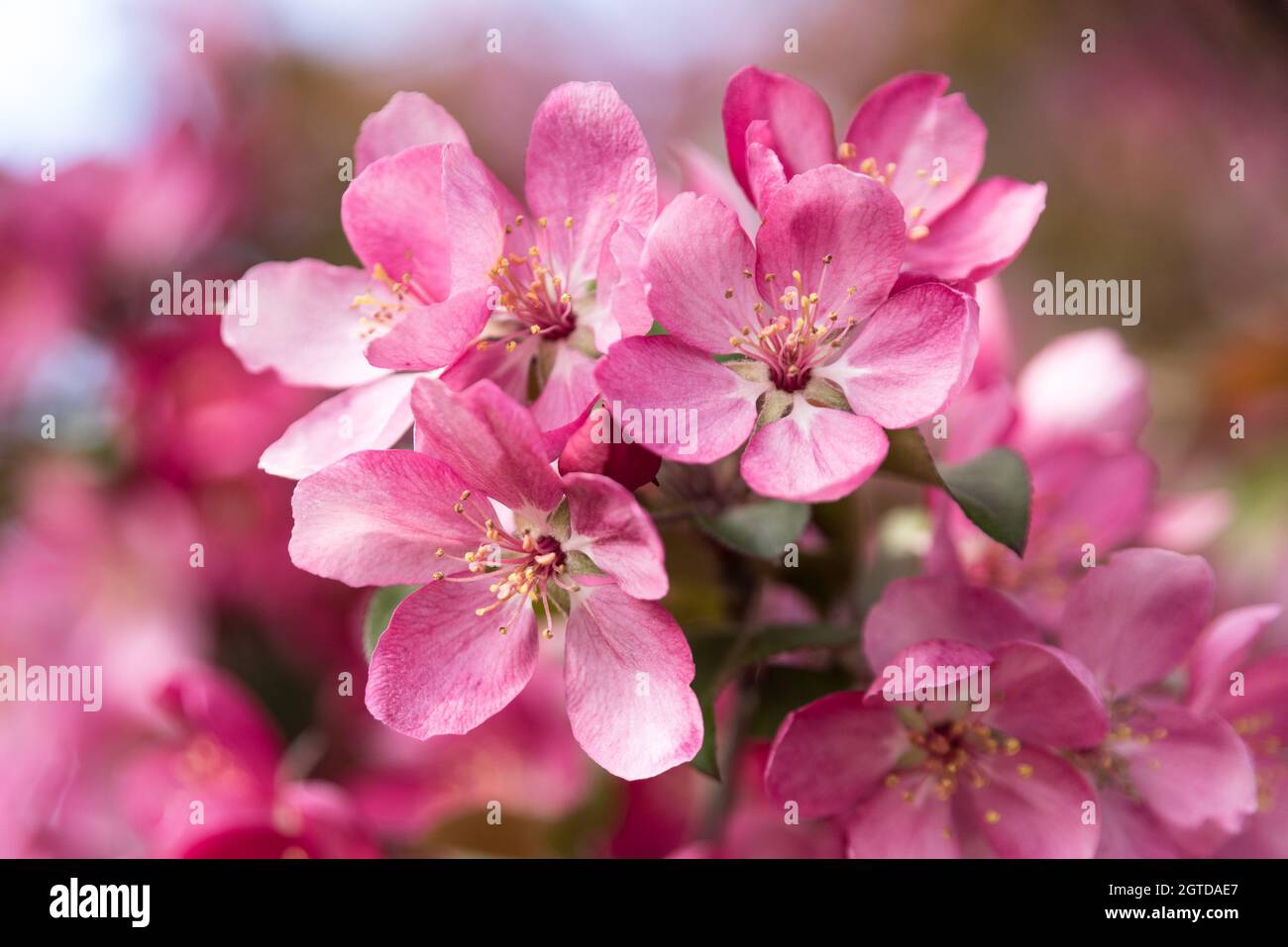 Crabapple Tree In Bloom Stock Photo