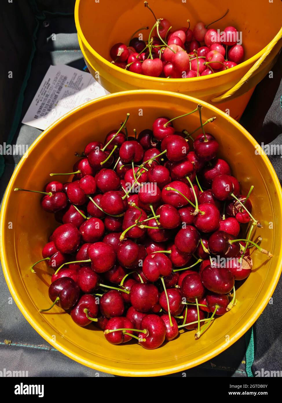 Cherry Picking Season Stock Photo Alamy