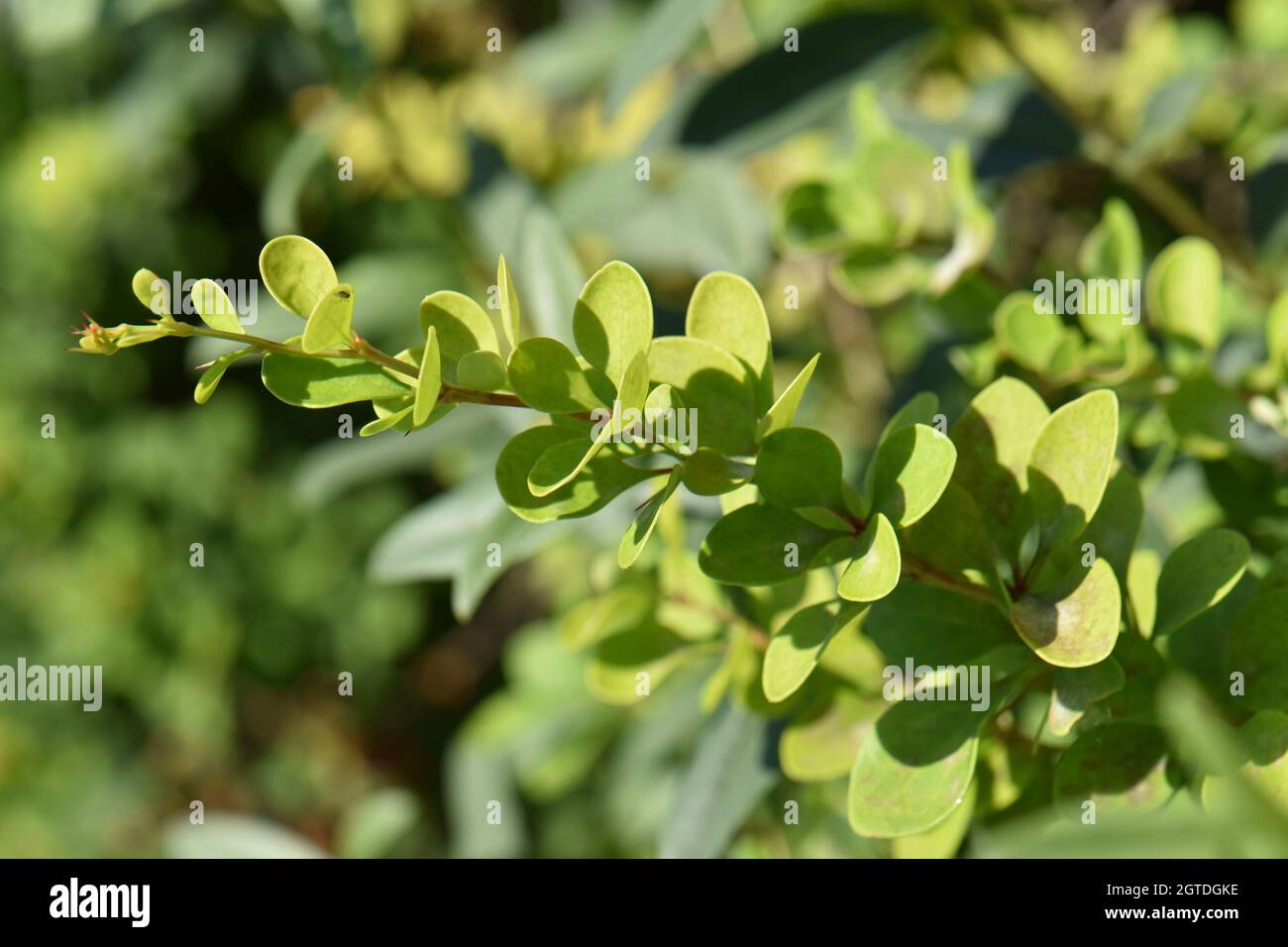 Close Up Of Green Leaves Spoiled By The Sun Stock Photo
