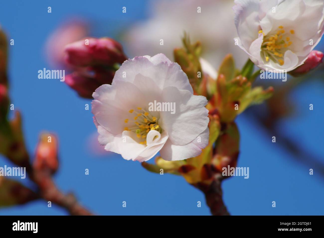 Close-up Of White Cherry Blossom Stock Photo