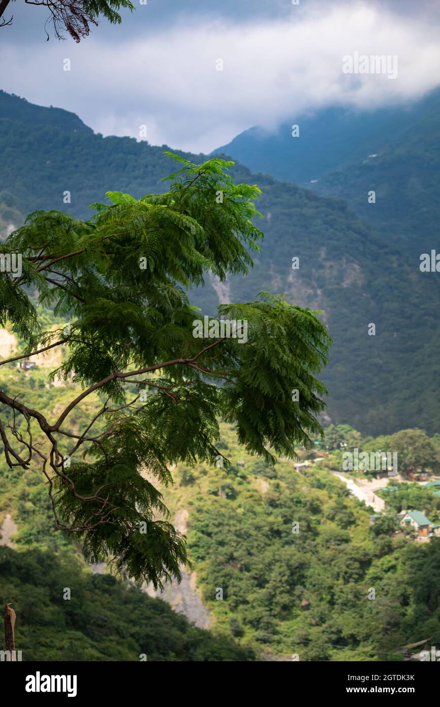 Dehradun hills seen behind a tree branch Stock Photo