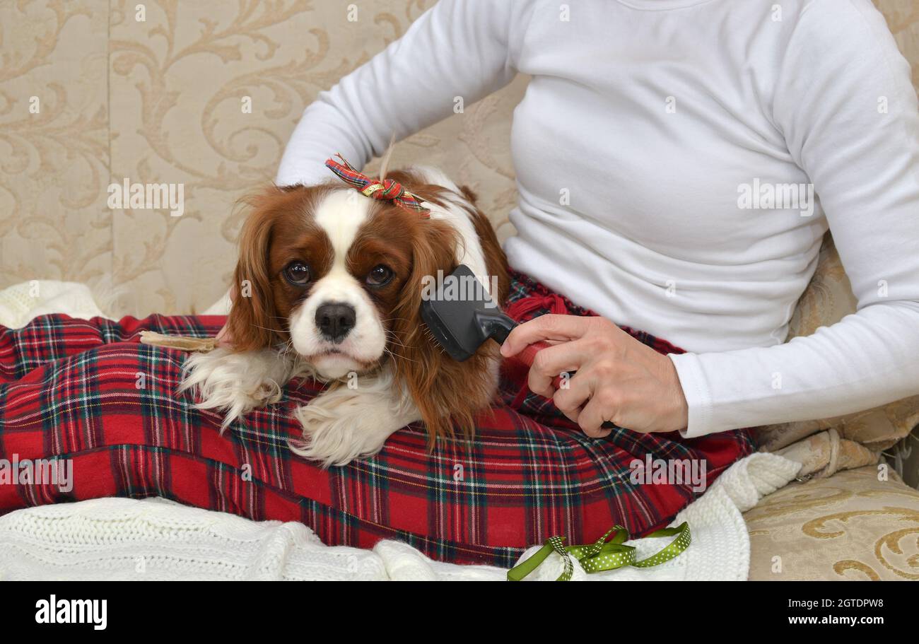 cavalier king charles spaniel clothes