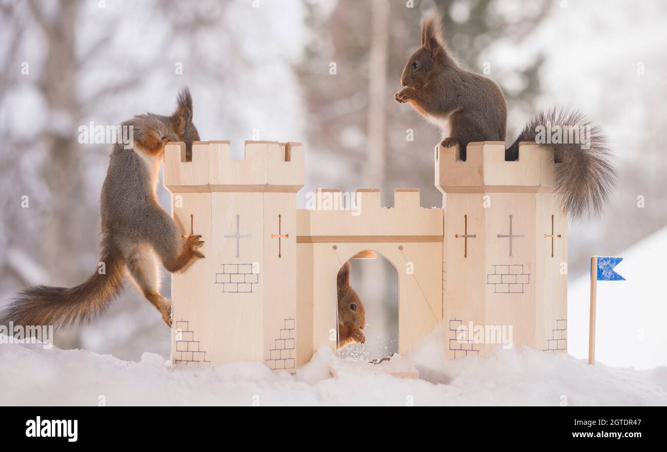 red squirrels with an castle in a winter Stock Photo Alamy