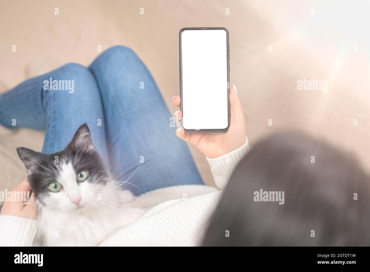 Mockup image of cellphone with empty screen in female hands. Cat relaxing behind. Cozy home atmosphere. Female hands using smartphone in blurred backg Stock Photo