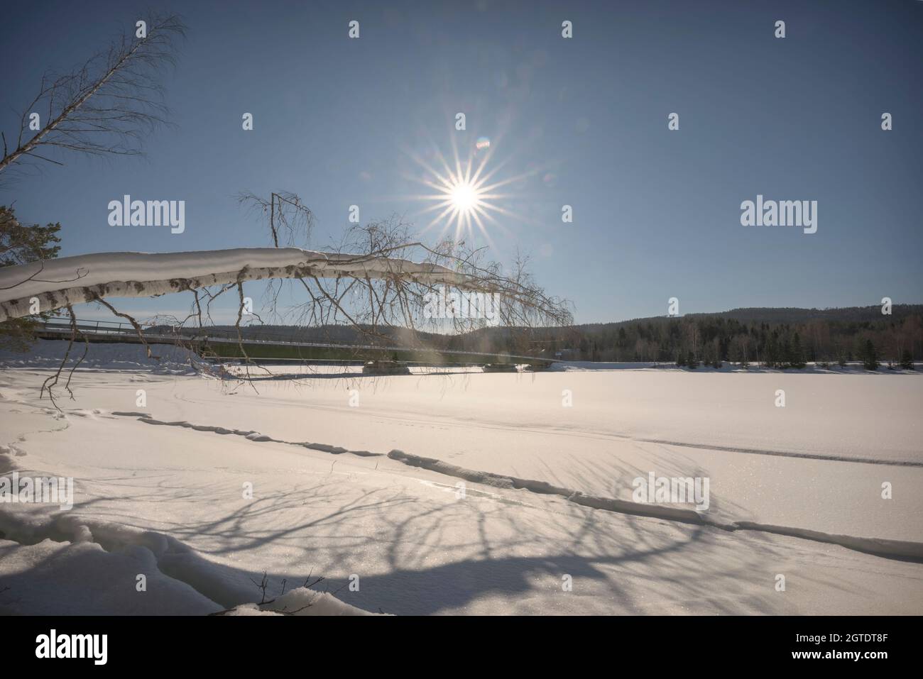 hanging tree,  sun flares and bridge in winter Stock Photo