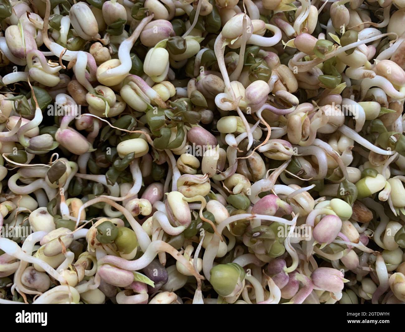 Full Frame Shot Of Sprouted Mungbeans Stock Photo