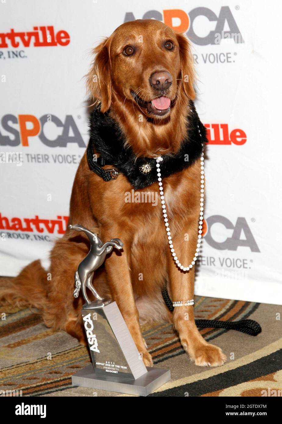 Aspca Dog Of The Year High Resolution Stock Photography And Images Alamy