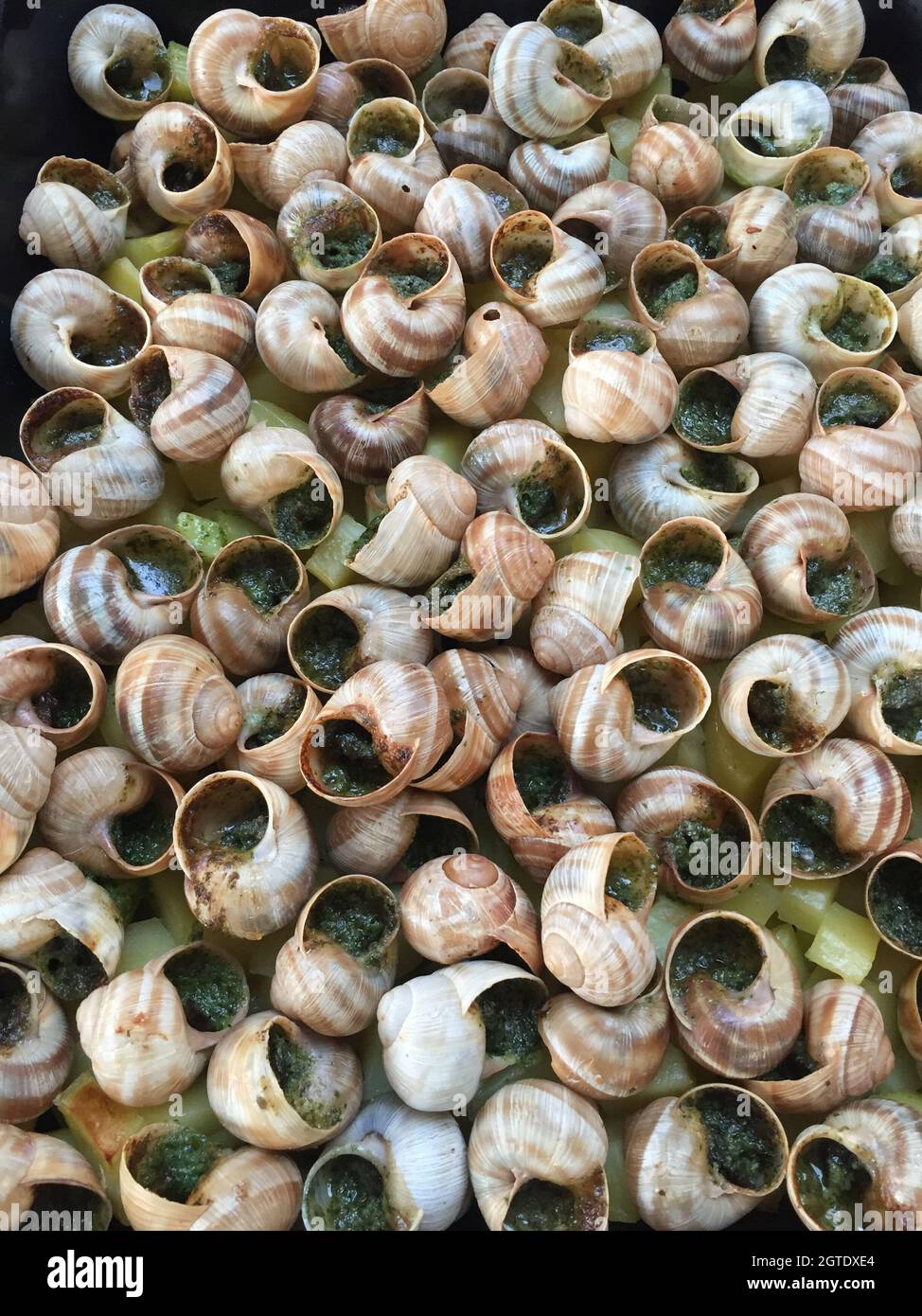 Vineyard snails hires stock photography and images Alamy