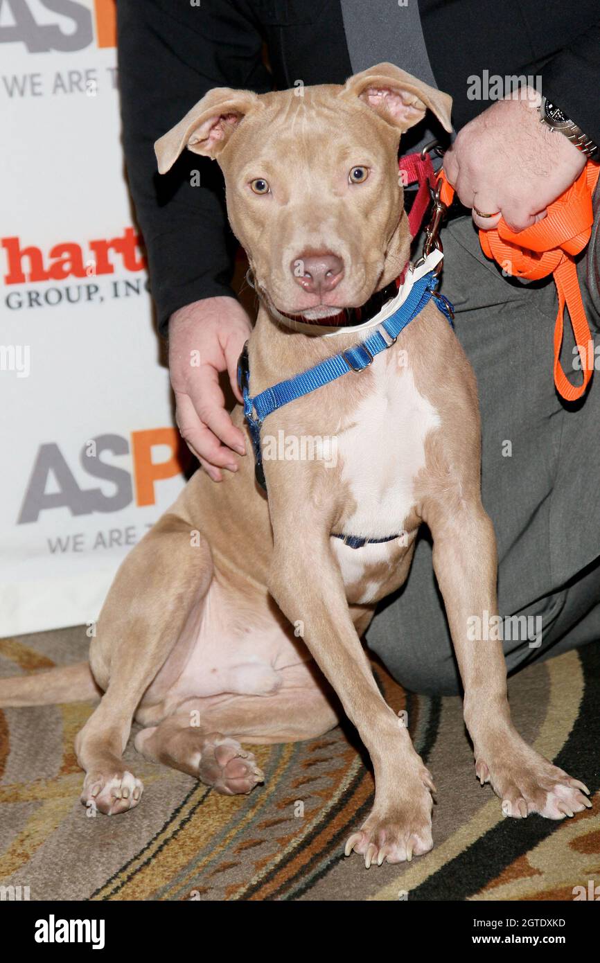 Dog Mack High Resolution Stock Photography And Images Alamy