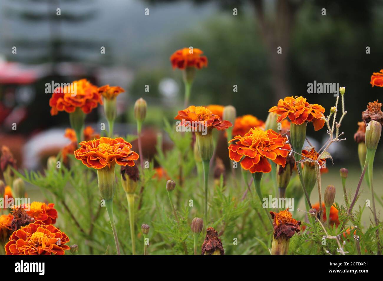 Orange Paper Flowers In Semarang Park, Beautiful Little Things Hanging From Our Point Of View. Stock Photo