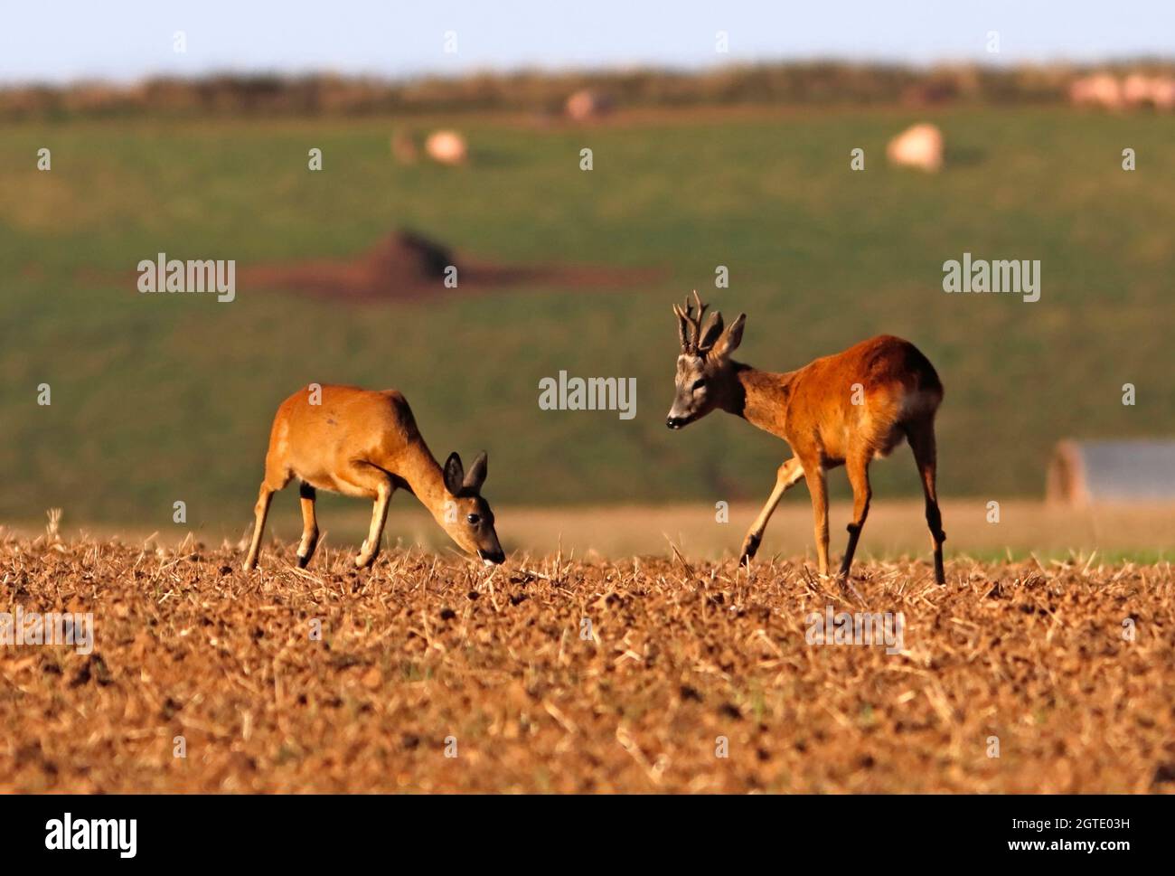 ROE DEER (Capreolus capreolus) male (buck) and female (doe) in courtship behaviour, UK. Stock Photo