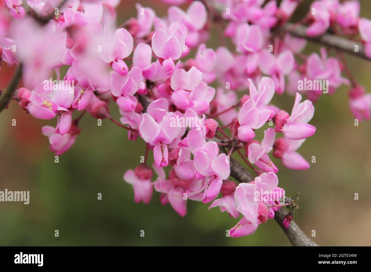 Texas Redbud Tree Cercis canadensis Shallow DOF Stock Photo