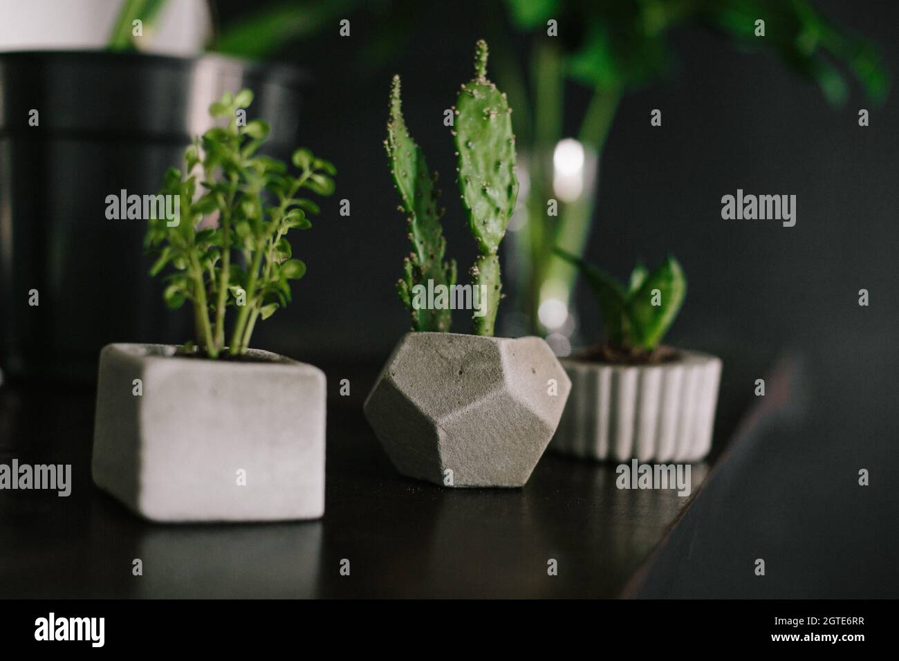 Close-up Of Potted Plant Stock Photo