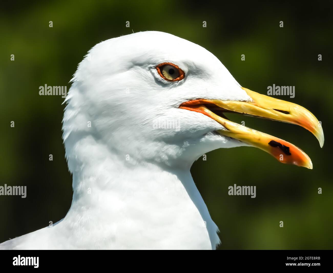 Close-up Of Bird Stock Photo