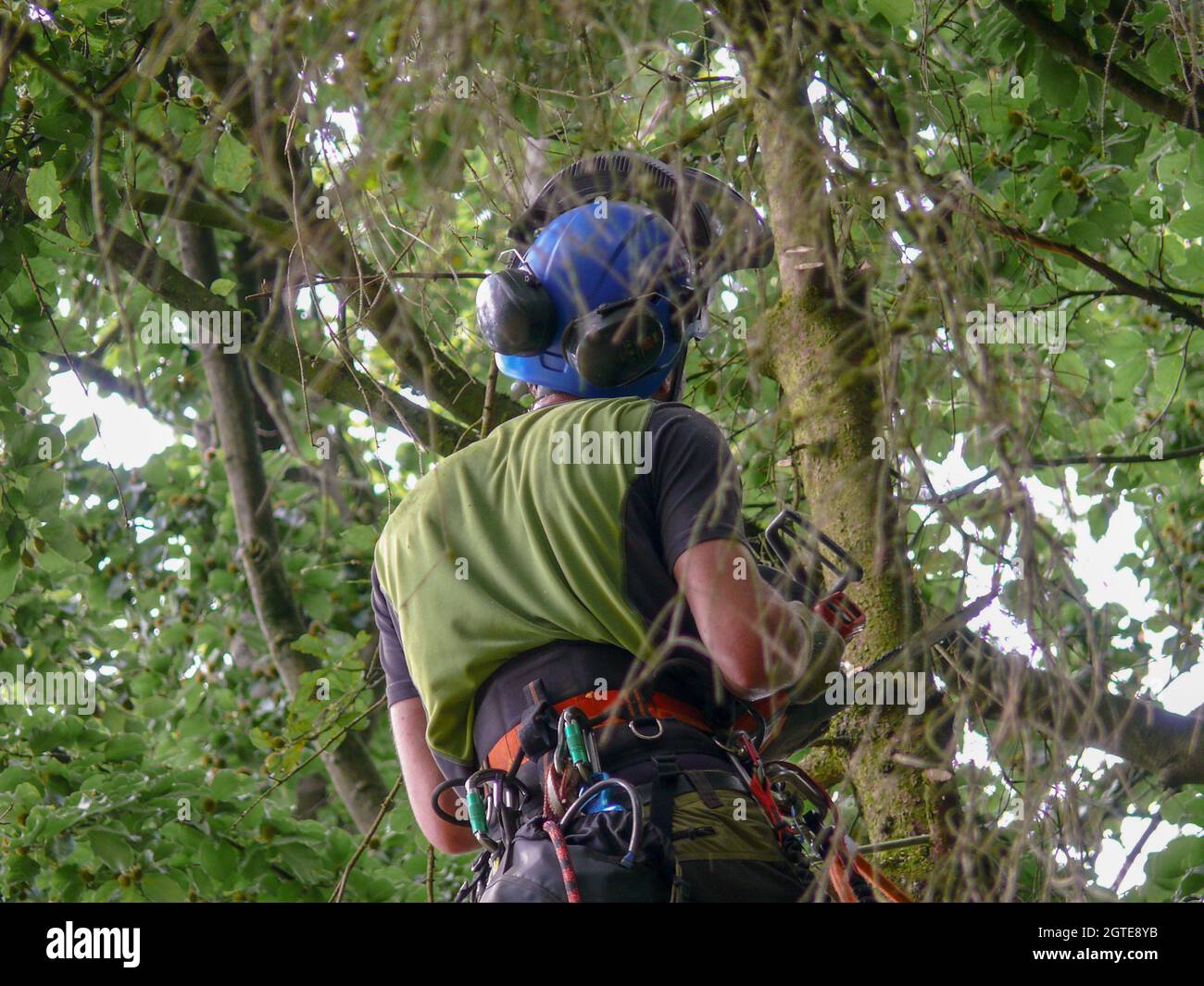 Ropeassisted Tree Climbing Technique Stock Photo Alamy