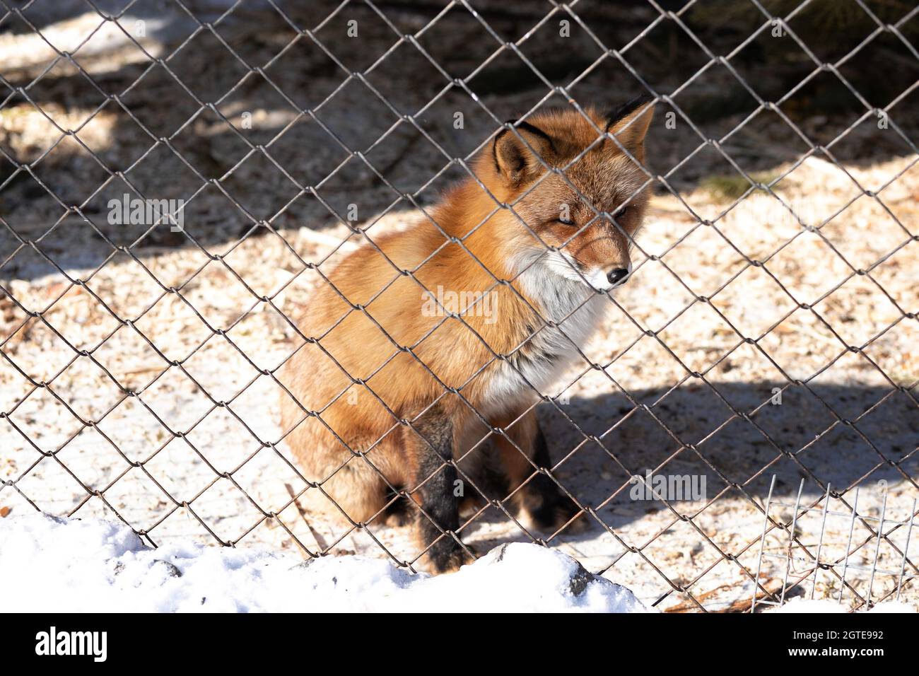 Young Red Fox In The Zoo Enclosure On A Sunny Winter Day Looks At Freedom  Stock Photo - Alamy