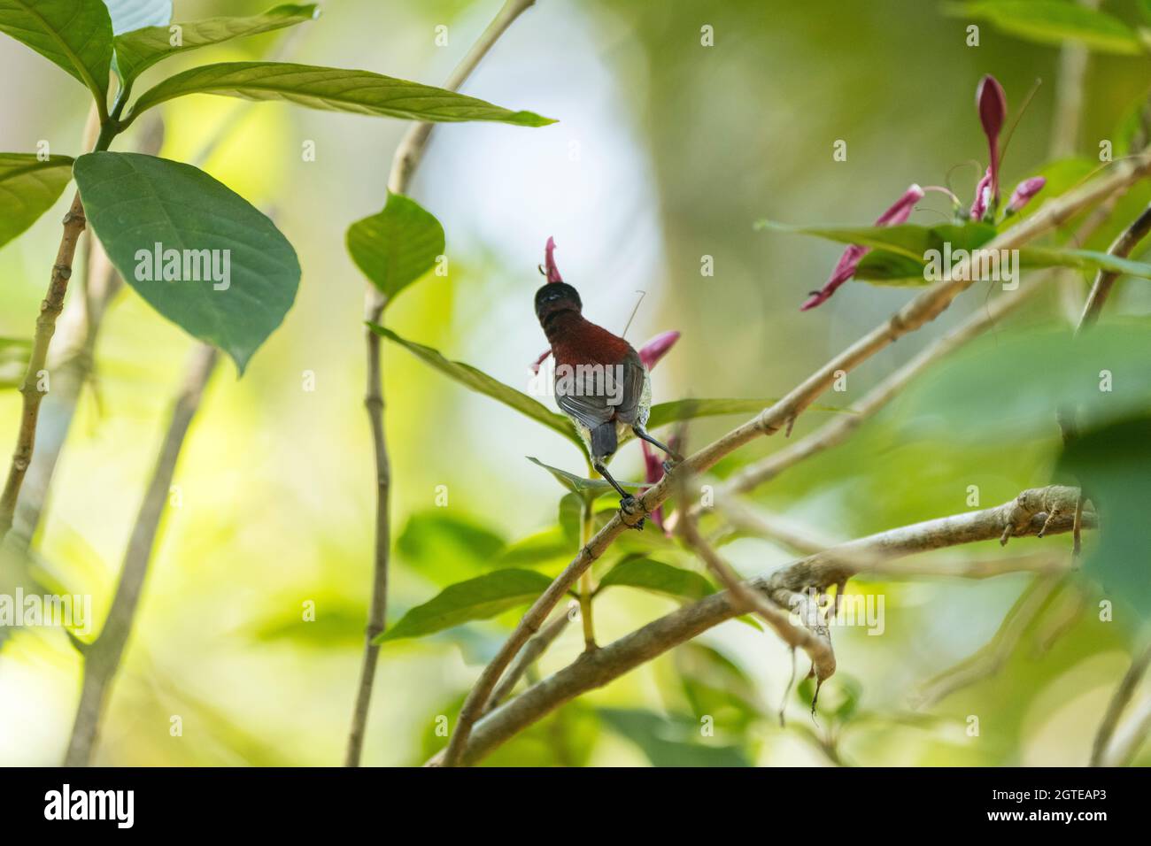 Crimson Backed Sunbird on a Hibiscus Plant Stock Photo
