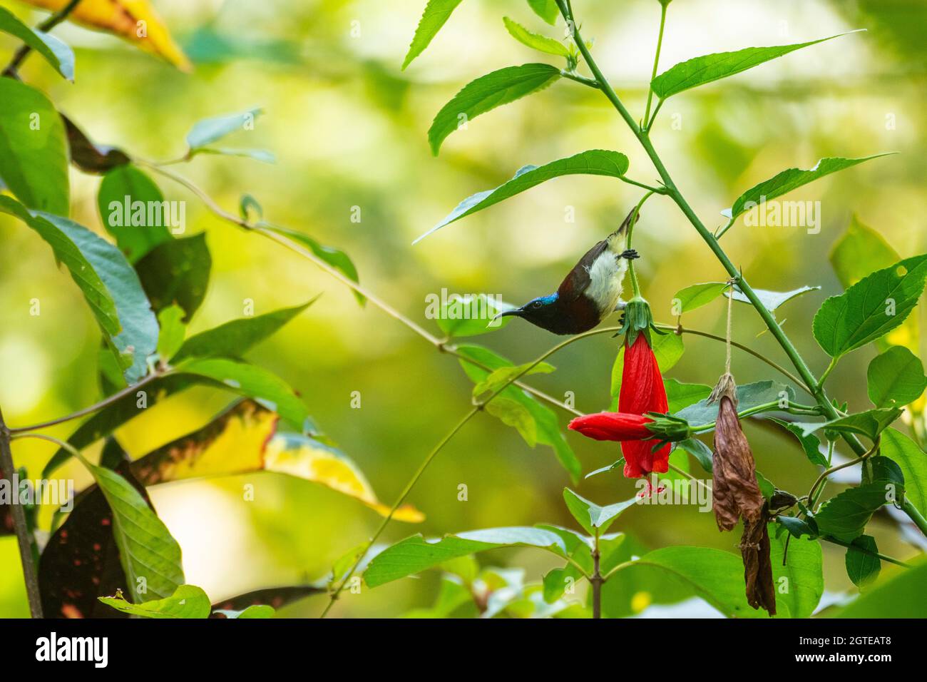 Crimson Backed Sunbird on a Hibiscus Plant Stock Photo