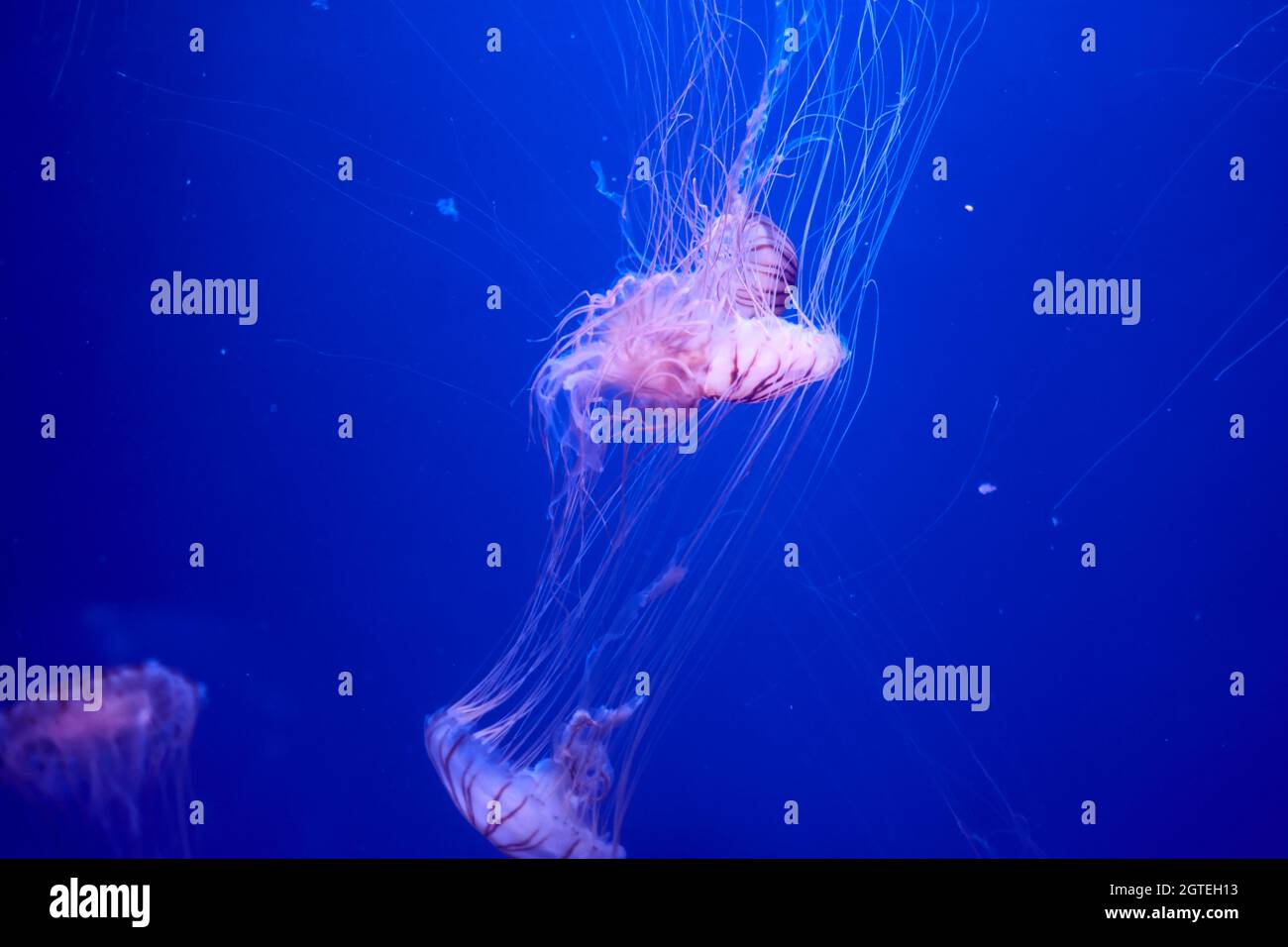 Jellyfish Set, In The Ocean, Blue Color, Fluorescent Stock Photo - Alamy